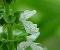 Ocimum basilicum
